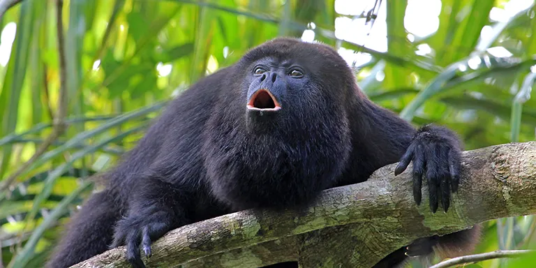 Black howler monkey looking up and howling on a branch