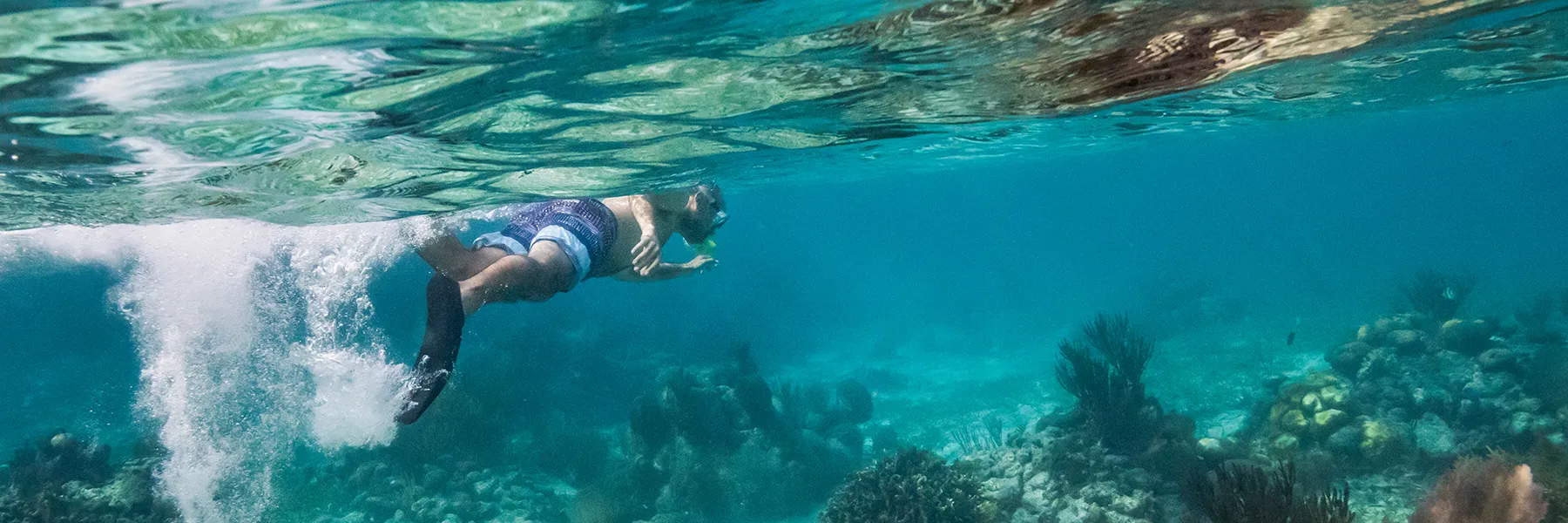 Snorkeler diving and looking at coral under the ocean in Belize