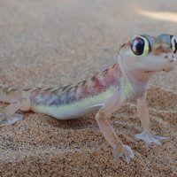 web-footed gecko