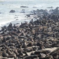 One of the world's largest fur seal colonies at Cape Cross.