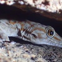 Fan-footed gecko in a rock crevice.