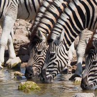 Zebras at watering hole.