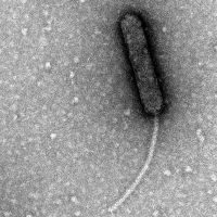 IU Southeast biology students to participate in SEA PHAGES program