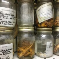 Zoological specimens in jars.